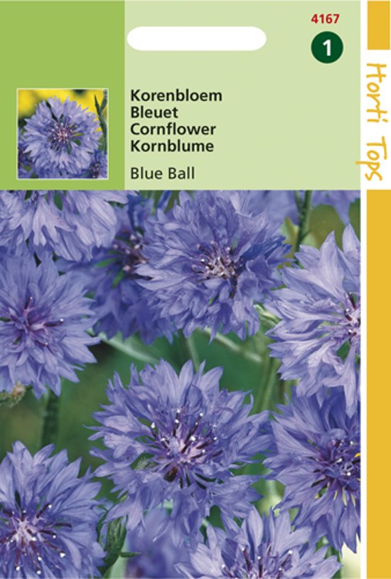 Cornflower Blue Ball (Centaurea cyanus) 300 seeds HT
